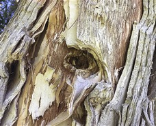 Eucalyptus- DREADLOCKS 10X8.jpg