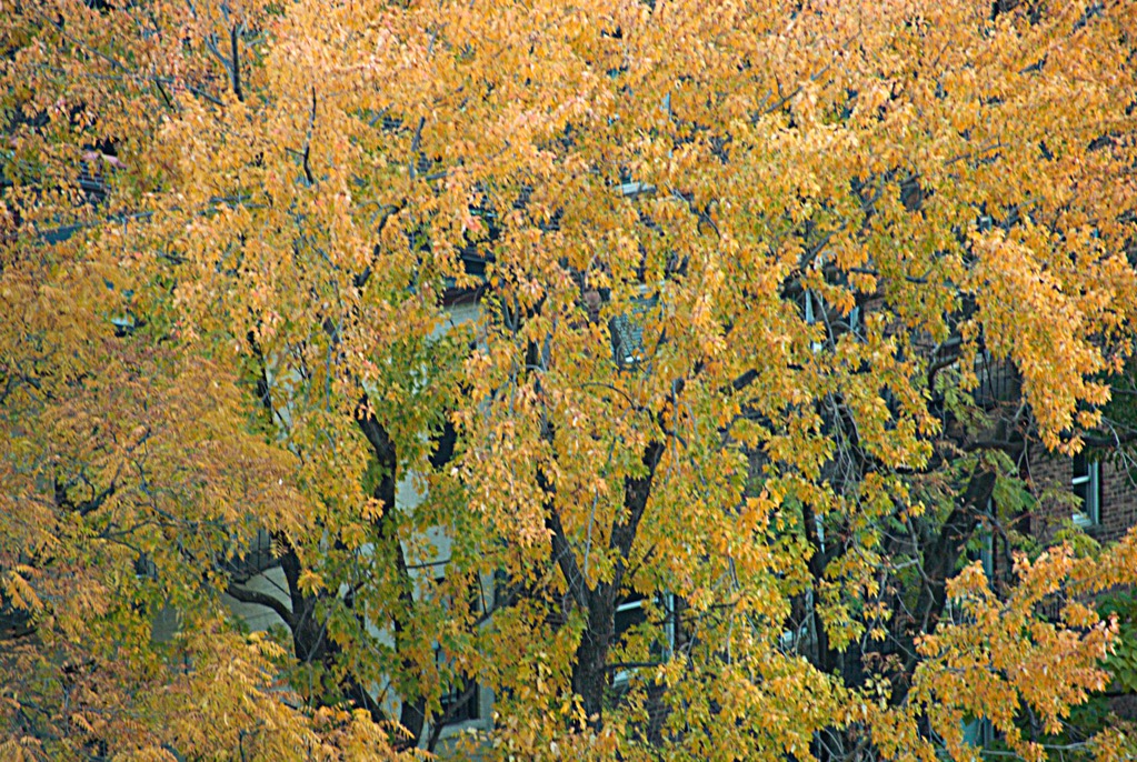 TREE DURING FALL