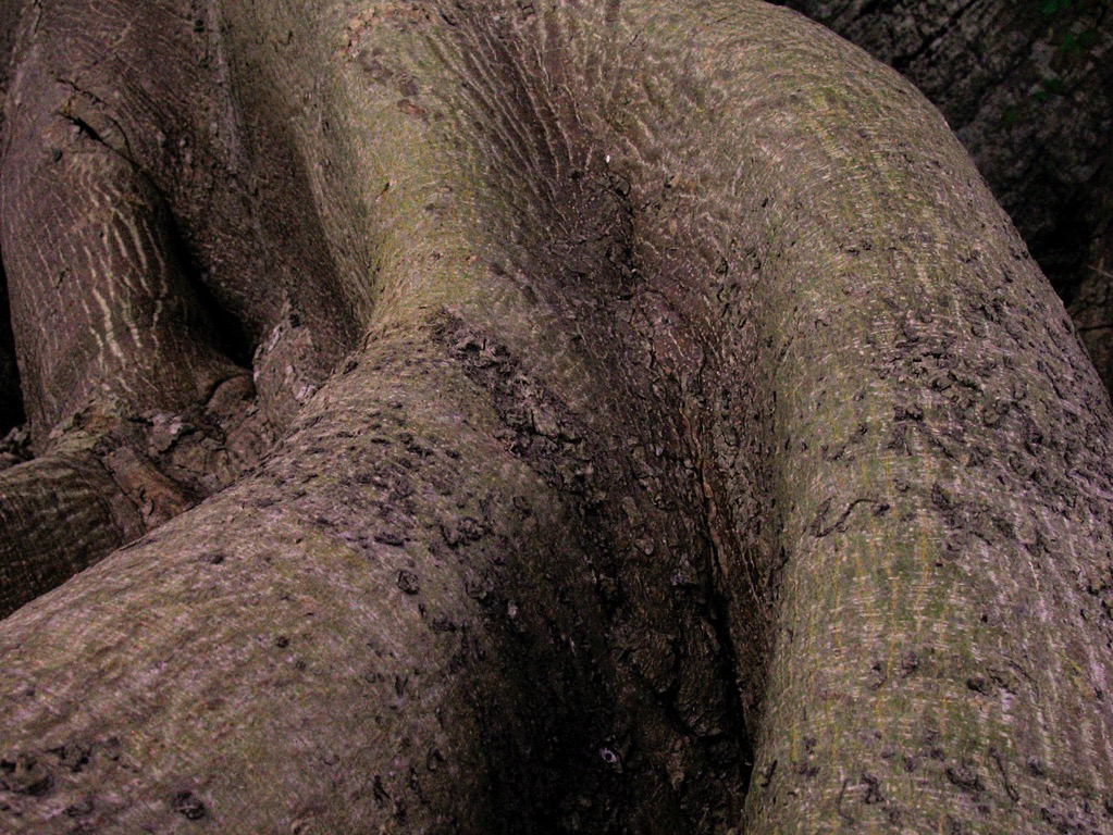 FLORIDA: FEMALE TREE