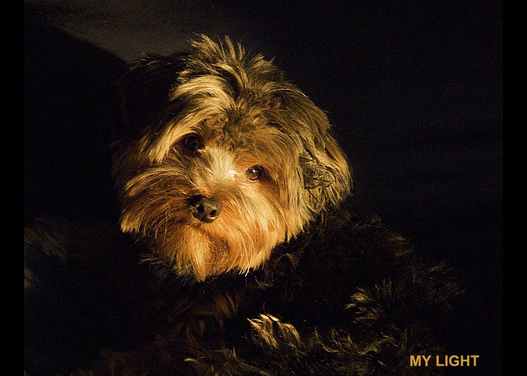 MY LIGHT