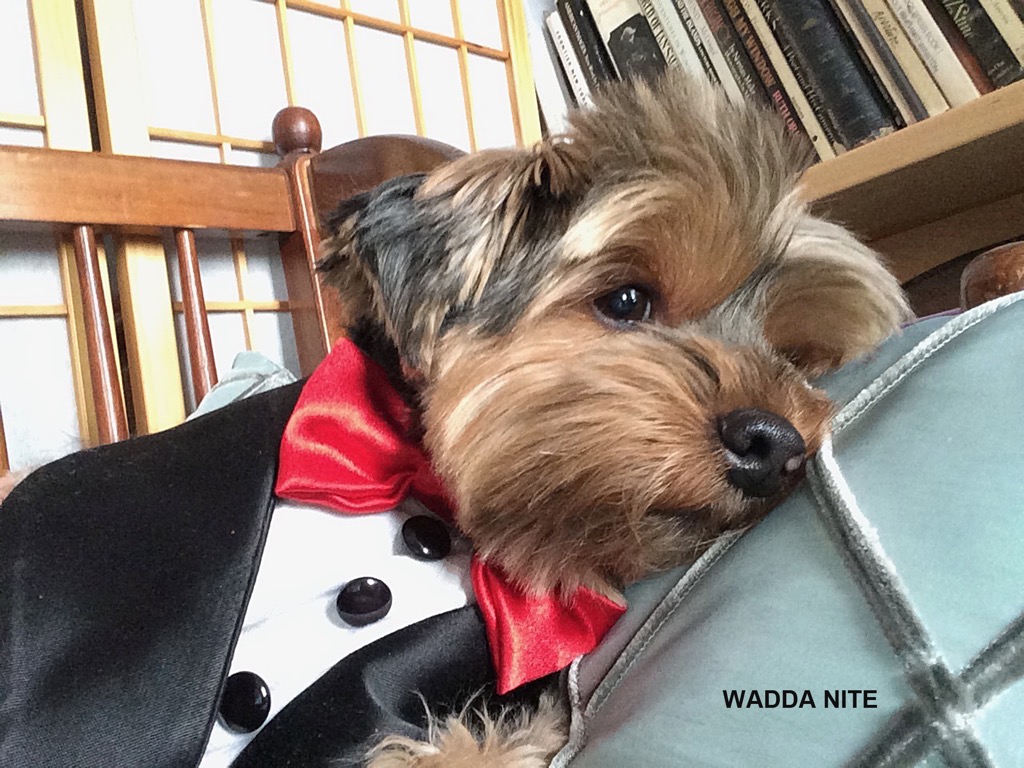 OY VEY, WADDA NITE