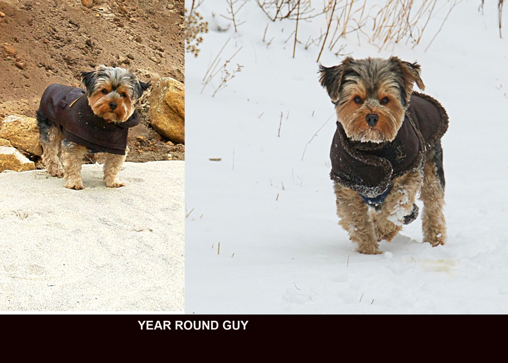 YEAR ROUND GUY